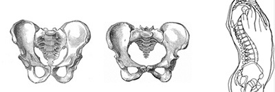 Two images of the female pelvic bones and a third image which is a lateral view of the skeleton showing the placement of the spine and pelvis.