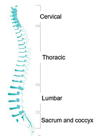 Spinal anatomy showing the cervical, thoracic, lumbar and sacrum/coccyx regions